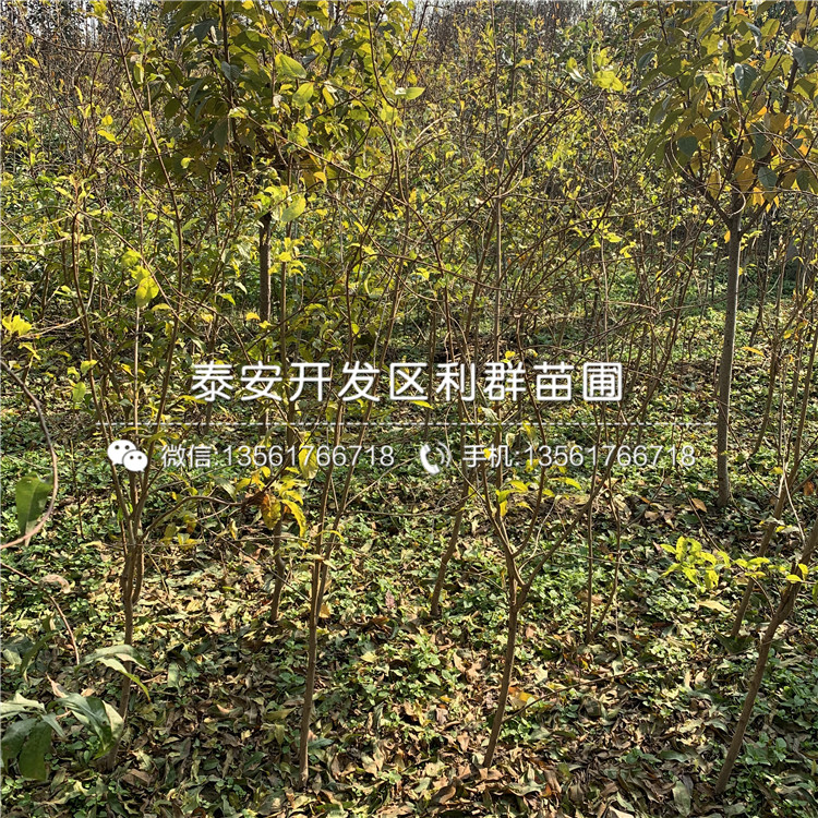 泰安石榴苗、泰安石榴苗出售基地