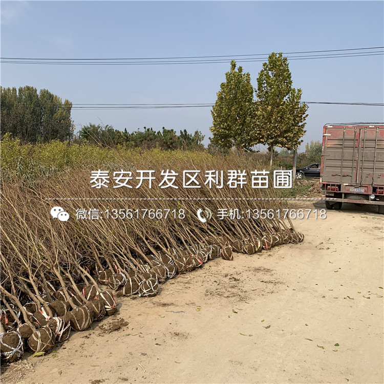 山東三白甜石榴樹苗、山東三白甜石榴樹苗批發(fā)