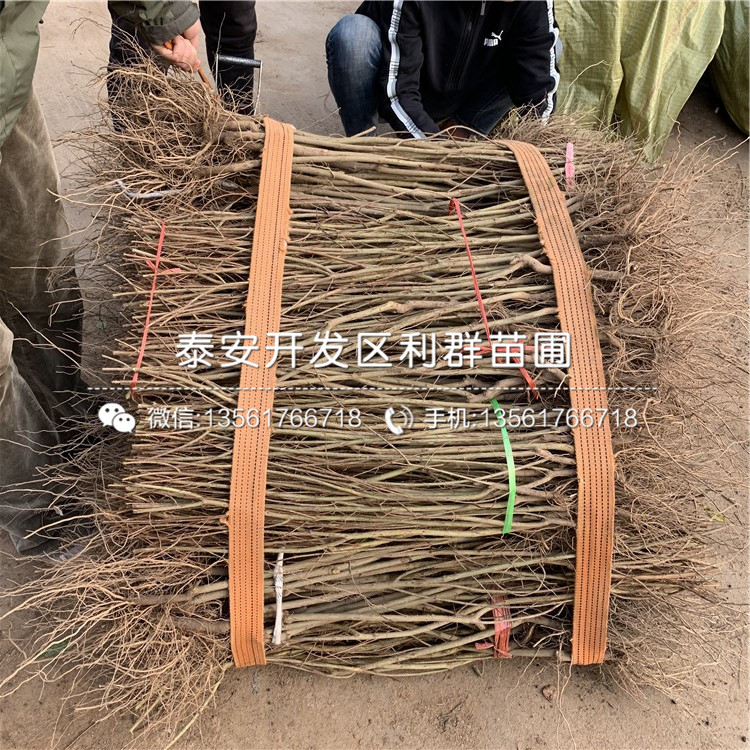 哪里有賣2019年石榴苗的、2019年石榴苗多少錢一棵