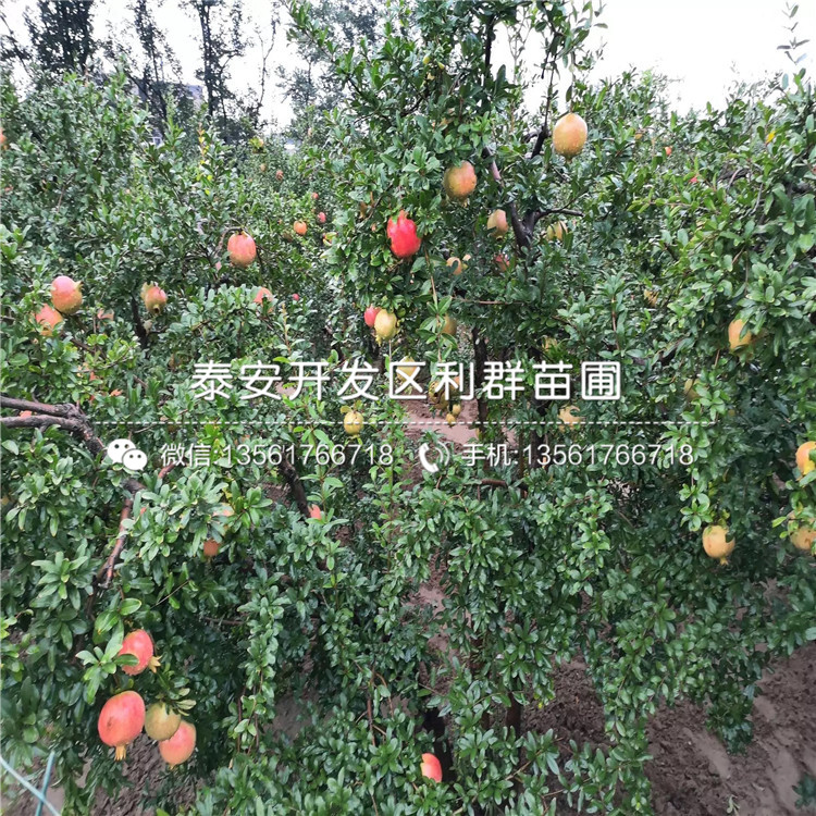 出售出售石榴苗、出售石榴苗多少錢一棵