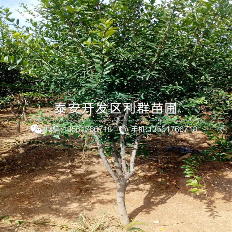 山東泰山紅石榴苗、山東泰山紅石榴苗批發(fā)