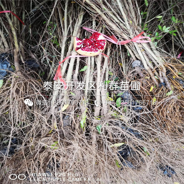 石榴樹苗批發(fā)、石榴樹苗基地