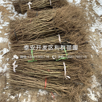 山東牡丹花石榴樹苗、牡丹花石榴樹苗價格