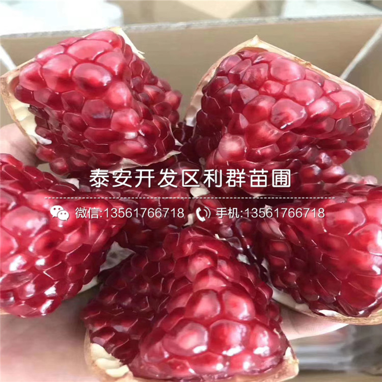 哪里有批發石榴樹苗、批發石榴樹苗價格多少