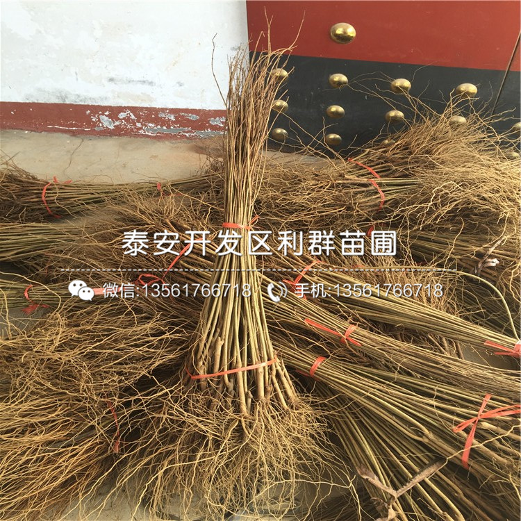 哪里有出售石榴樹苗、出售石榴樹苗價格多少