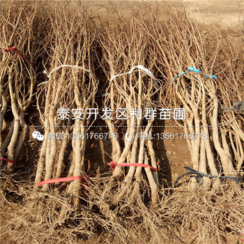 牡丹花石榴苗多少錢一棵、2019年牡丹花石榴苗價格