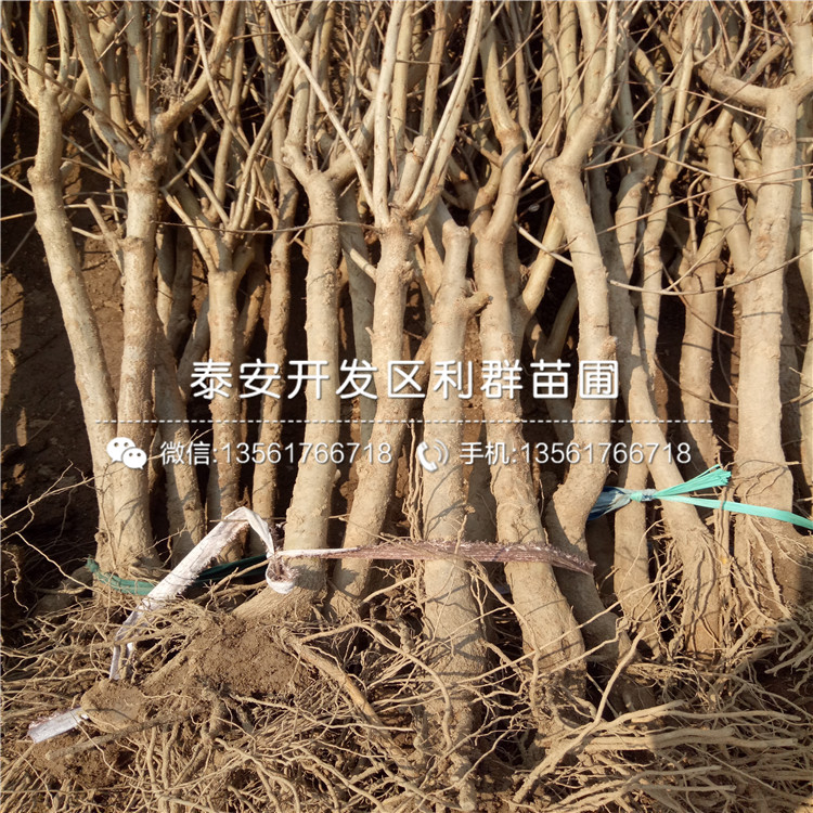 哪里有出售石榴樹苗、出售石榴樹苗價格多少