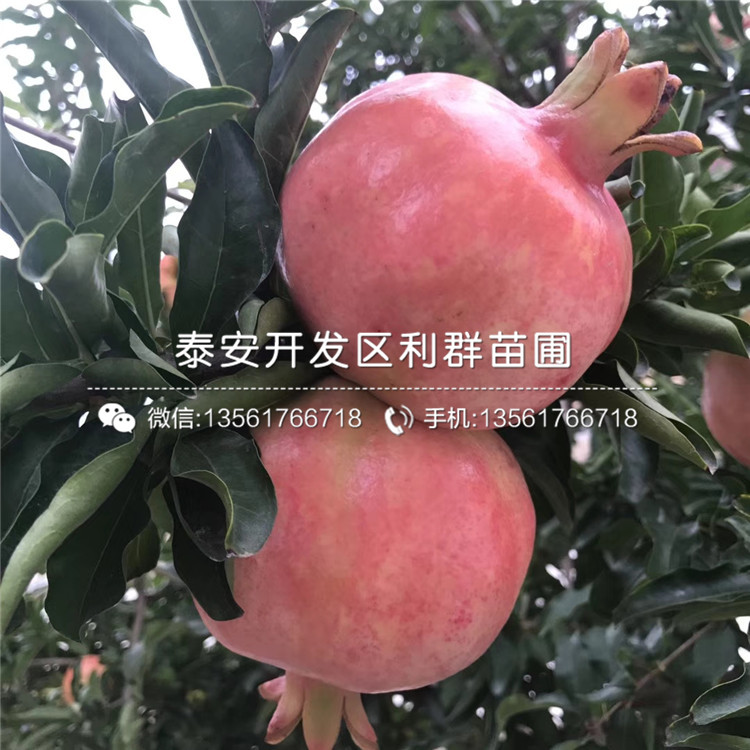 蒙陽紅石榴樹苗價格、蒙陽紅石榴樹苗批發