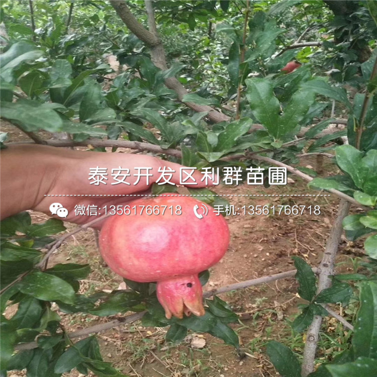 哪里有批發石榴樹苗、批發石榴樹苗價格多少