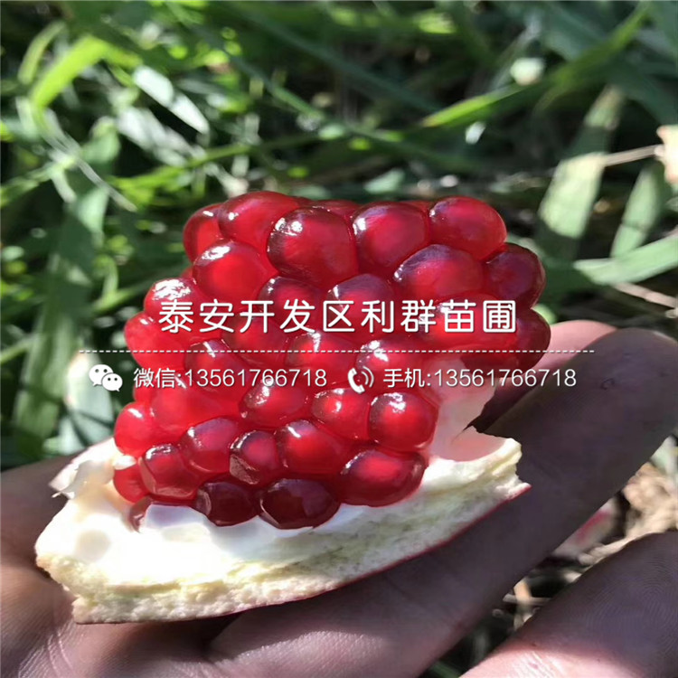 山東無籽石榴樹苗、山東無籽石榴樹苗出售