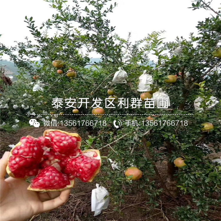 2019年大果黑籽甜石榴苗報(bào)價(jià)、大果黑籽甜石榴苗多少錢一棵