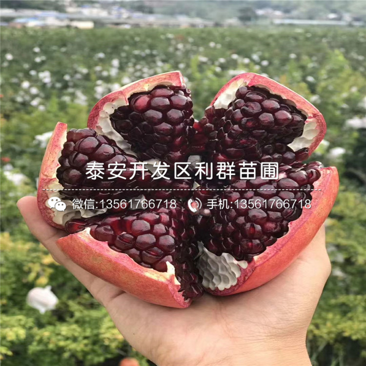 2019年大果黑籽甜石榴苗報(bào)價(jià)、大果黑籽甜石榴苗多少錢一棵