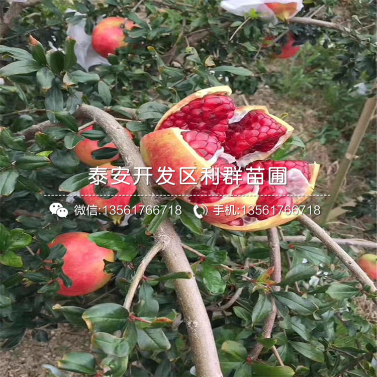 中農(nóng)紅石榴樹苗、中農(nóng)紅石榴樹苗報價及價格