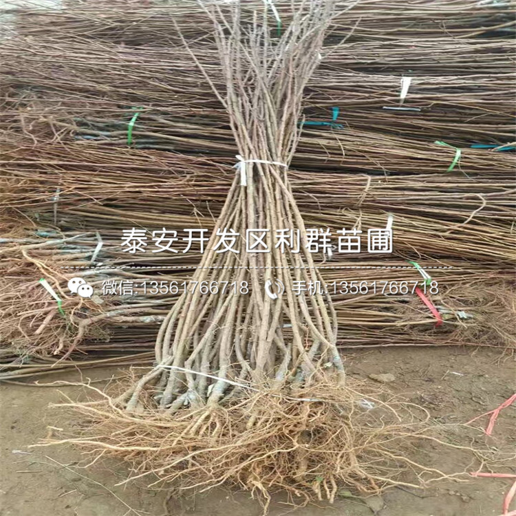 2公分杏苗報(bào)價(jià)、2公分杏苗價(jià)格