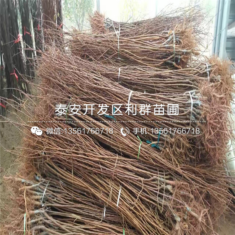 2公分杏苗報(bào)價(jià)、2公分杏苗價(jià)格