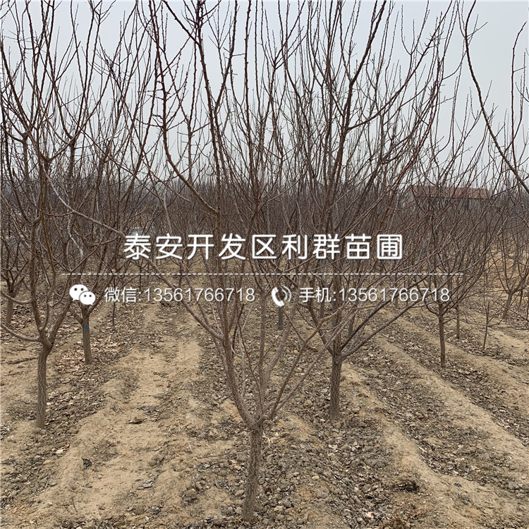 山東黃貴妃杏樹(shù)苗、黃貴妃杏樹(shù)苗多少錢(qián)一棵