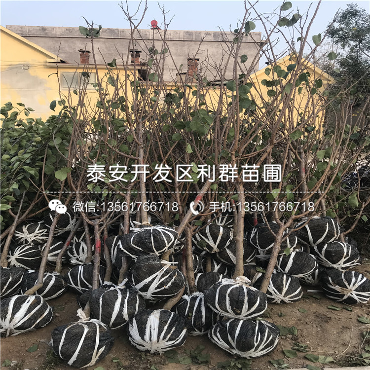 出售杏樹苗、出售杏樹苗出售基地