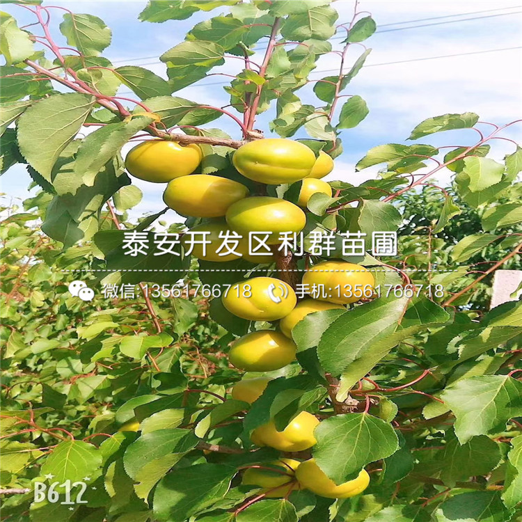紅豐杏樹苗批發(fā)、紅豐杏樹苗基地