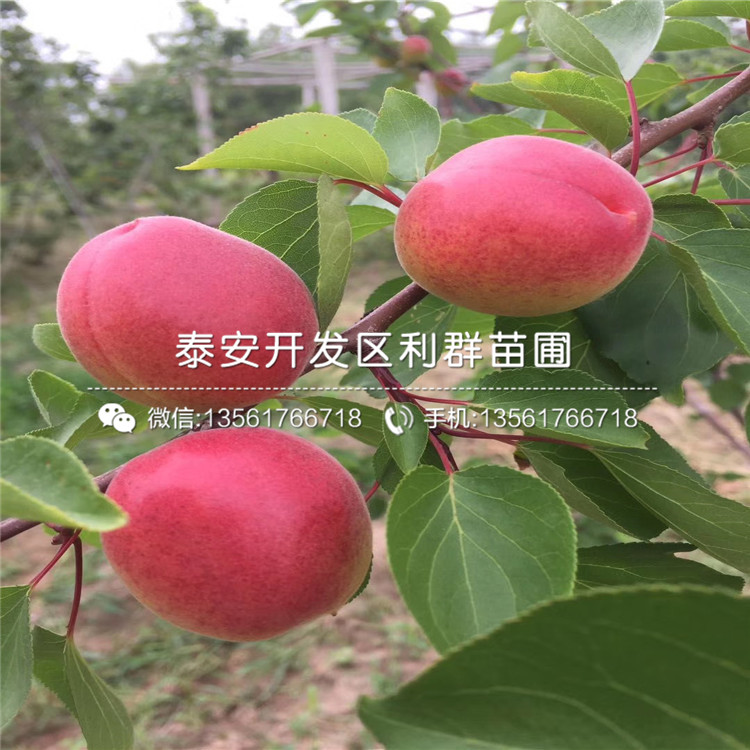 大棚王杏樹(shù)苗、大棚王杏樹(shù)苗報(bào)價(jià)及價(jià)格