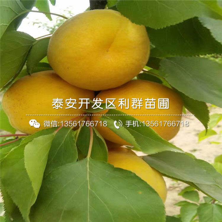 紅豐杏樹苗批發(fā)、紅豐杏樹苗基地