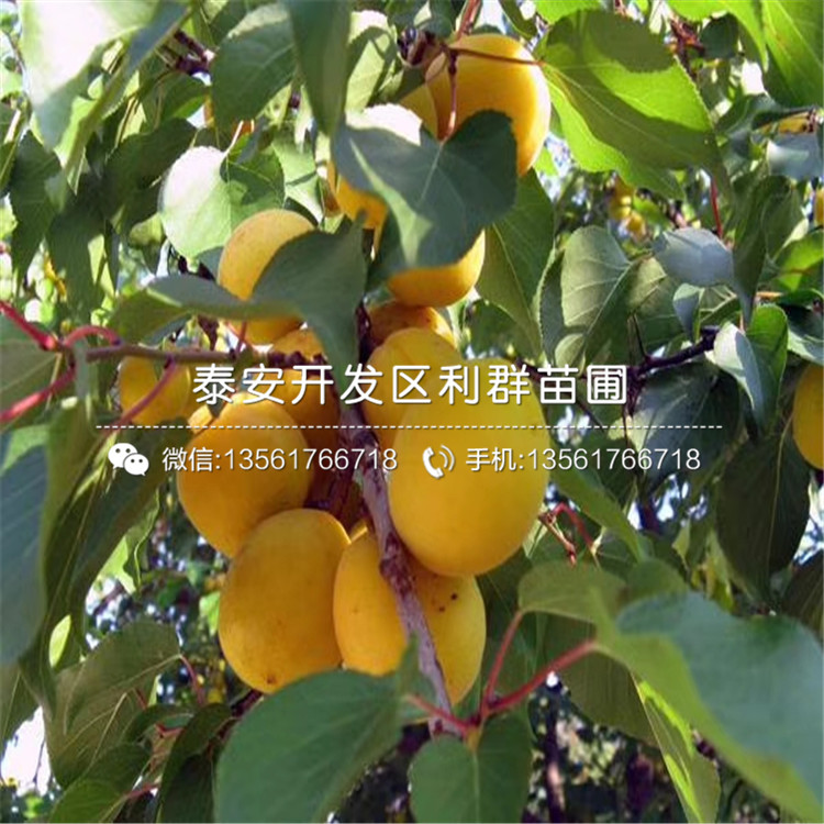 2020年新世紀(jì)杏苗報(bào)價(jià)、今年新世紀(jì)杏苗價(jià)格是多少