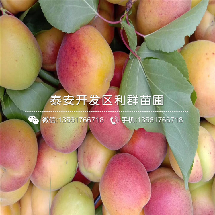 批發(fā)杏樹(shù)苗、批發(fā)杏樹(shù)苗多少錢一棵