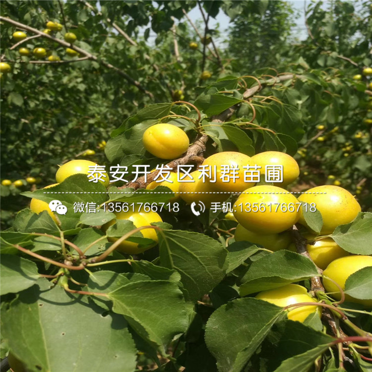 金太陽杏樹苗出售價格、金太陽杏樹苗多少錢一棵