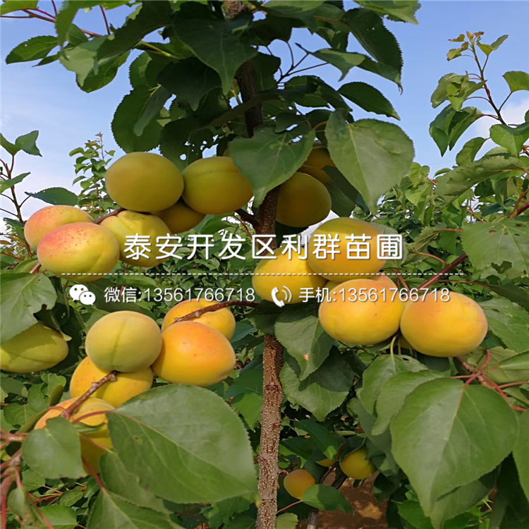 新品種杏樹苗、新品種杏樹苗批發(fā)基地