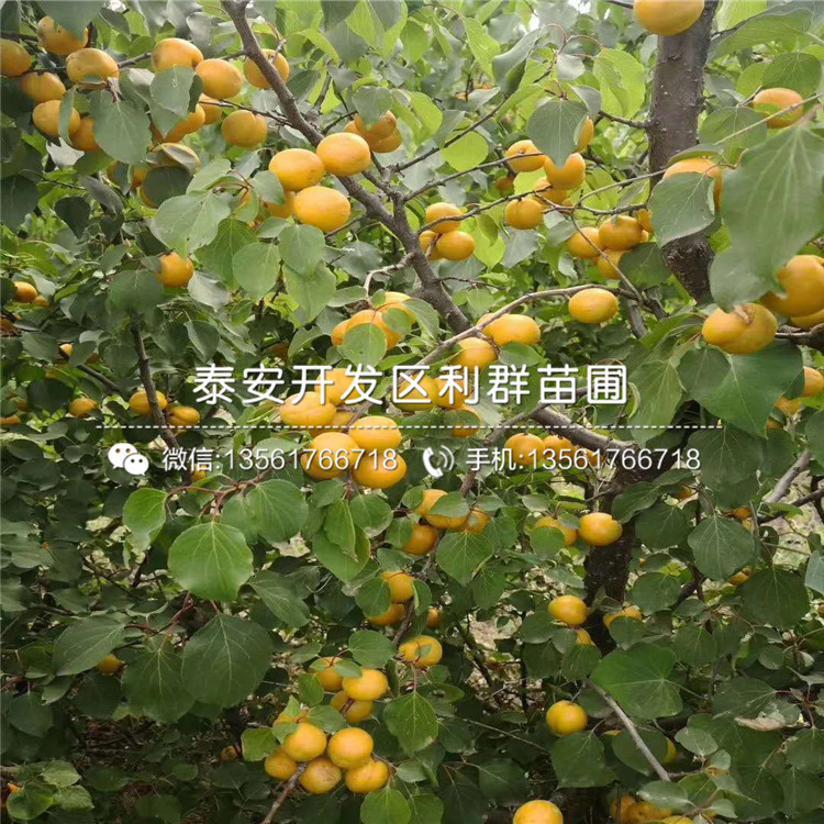 山東批發(fā)杏樹苗、山東批發(fā)杏樹苗出售