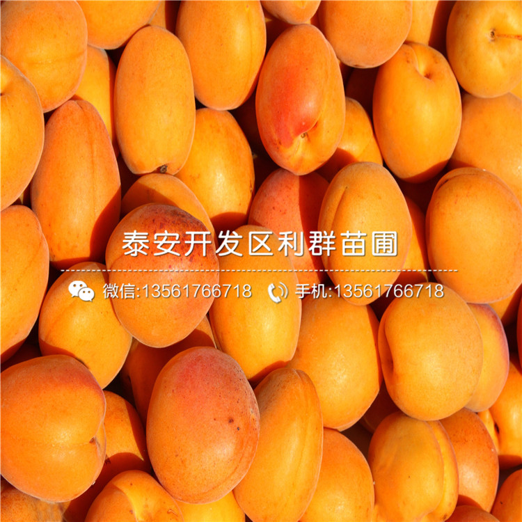哪里有杏树苗出售、杏树苗多少钱一棵