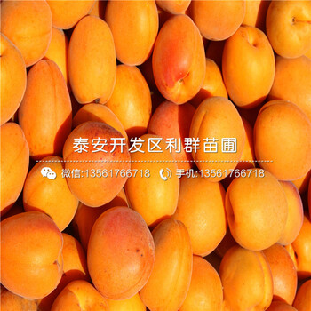 出售2公分杏苗、2公分杏苗多少钱一棵