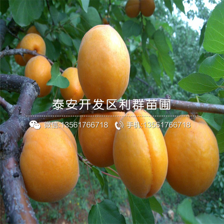 2020年新世紀(jì)杏苗報(bào)價(jià)、今年新世紀(jì)杏苗價(jià)格是多少