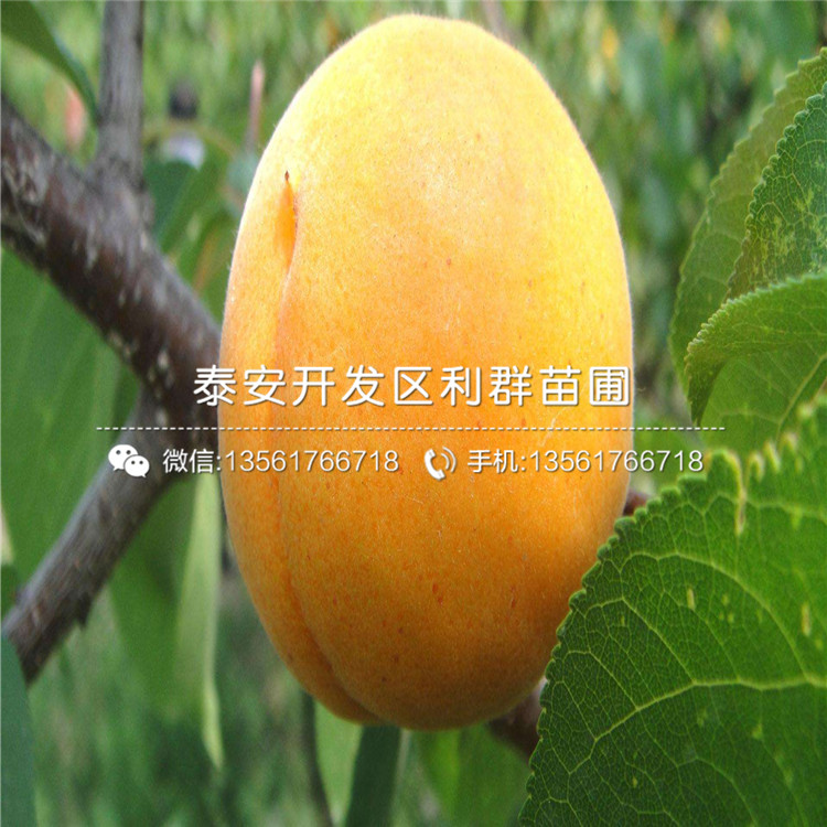 批發(fā)杏樹(shù)苗、批發(fā)杏樹(shù)苗報(bào)價(jià)