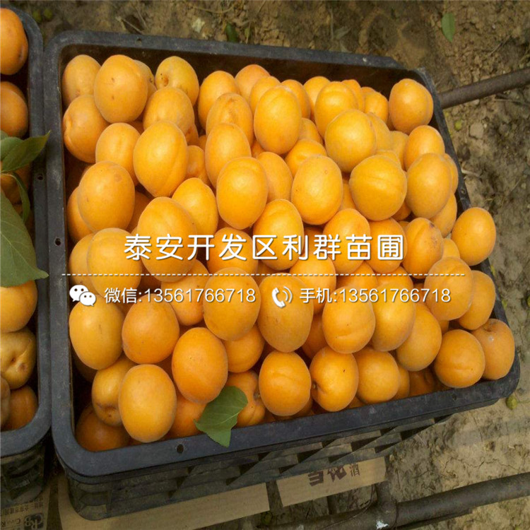 3公分杏树苗批发价格、3公分杏树苗多少钱一棵