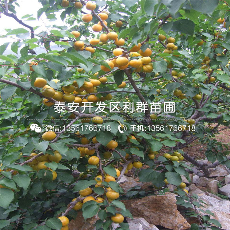 山東1公分杏樹(shù)苗、山東1公分杏樹(shù)苗基地