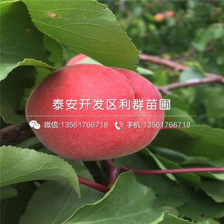 4公分杏樹苗出售價格、4公分杏樹苗多少錢一棵