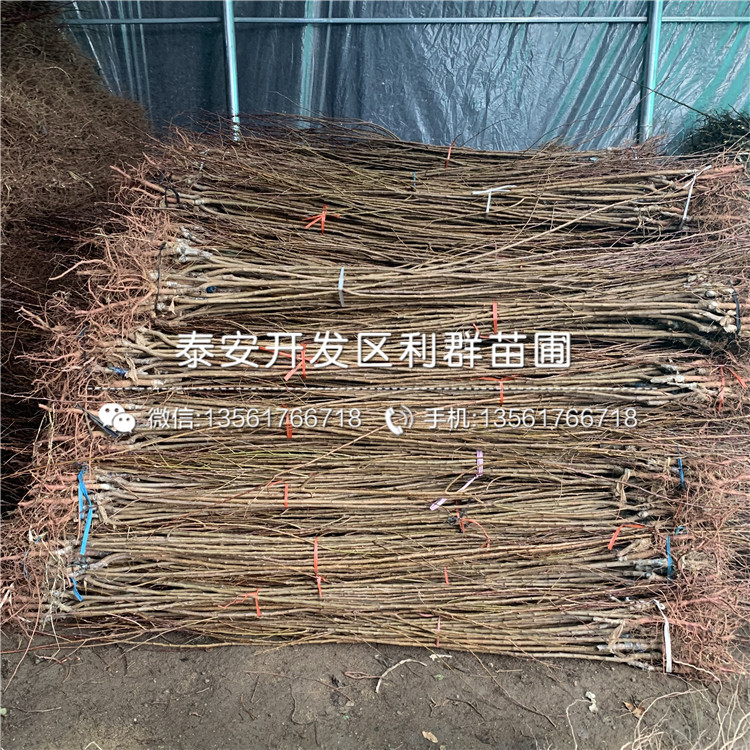 新品種杏樹(shù)苗批發(fā)、2020年新品種杏樹(shù)苗價(jià)格