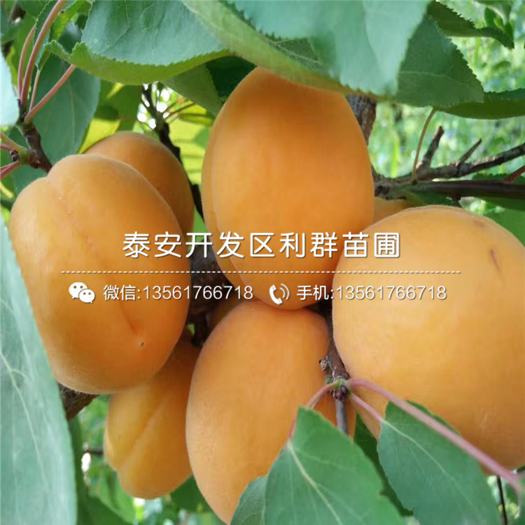 新品种杏苗报价、新品种杏苗价格