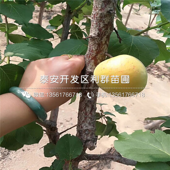 紅杏苗、紅杏苗報(bào)價
