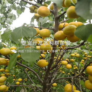 哪里有3公分杏苗出售、今年3公分杏苗價(jià)格是多少