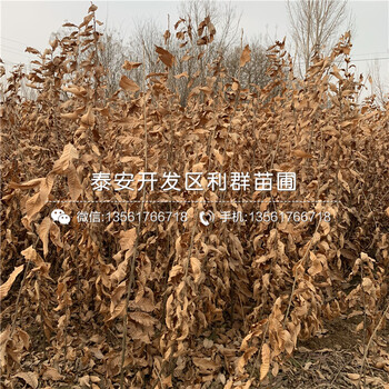 泰安板栗苗出售、泰安板栗苗多少錢(qián)一棵