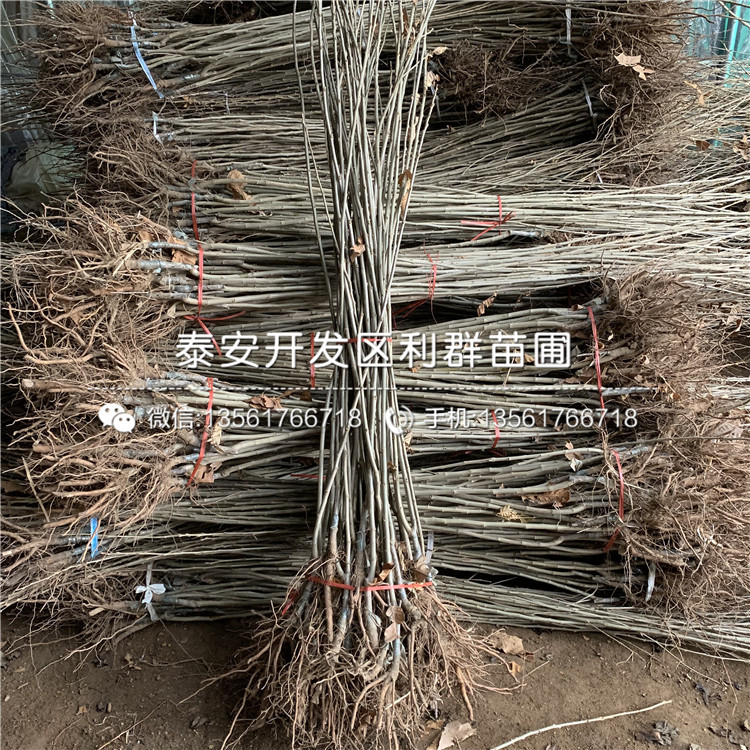 黃棚板栗苗出售基地、黃棚板栗苗價(jià)格及報(bào)價(jià)