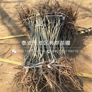 泰山板栗樹苗多少錢一棵、2020年泰山板栗樹苗價(jià)格