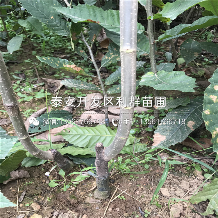 哪里有賣萊西板栗樹苗的、萊西板栗樹苗多少錢一棵