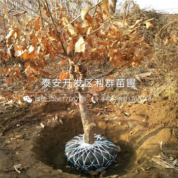 华光板栗树苗出售、华光板栗树苗基地