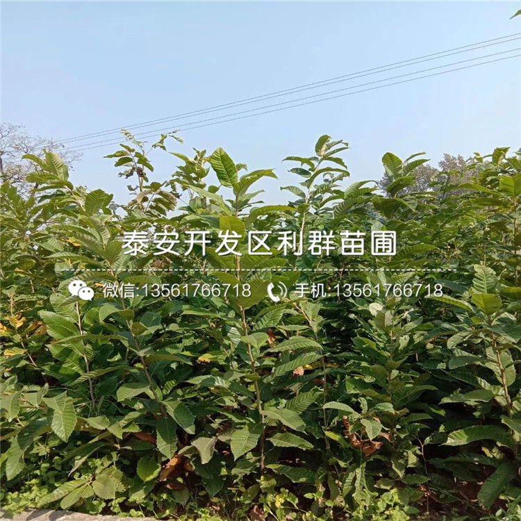 遷西板栗苗批發(fā)、遷西板栗苗多少錢一棵
