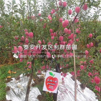 哪里有賣嘎啦蘋果樹苗的、嘎啦蘋果樹苗多少錢一棵
