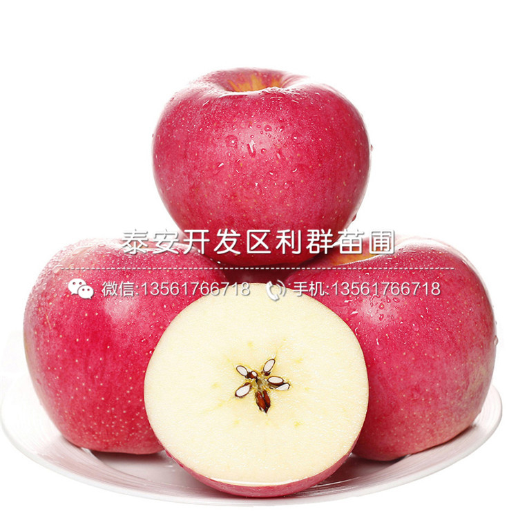 眾成三號(hào)蘋(píng)果苗出售、眾成三號(hào)蘋(píng)果苗基地