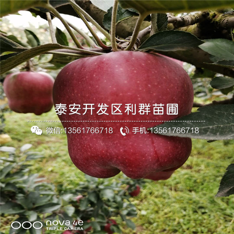 紅元帥蘋果樹苗、紅元帥蘋果樹苗多少錢一棵
