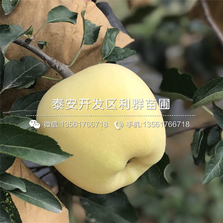 響富蘋果苗價(jià)格、響富蘋果苗多少錢一棵